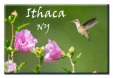 Hummingbird Ithaca NY 2X3 Magnet