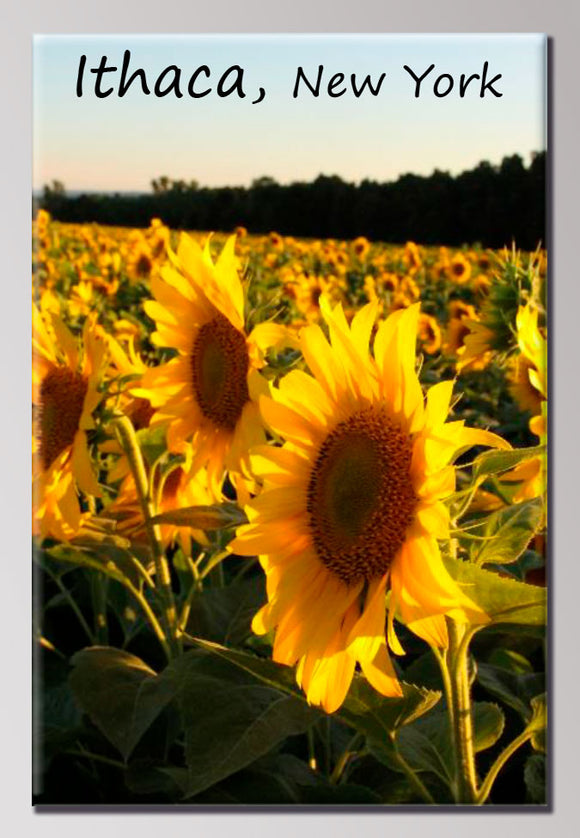 Sunflower 2X3 Magnet